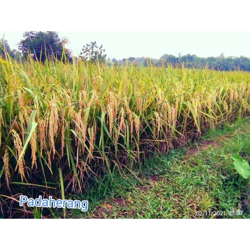 Benih padi Padaherang 1kg
