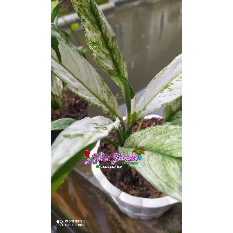 peace lily variegata