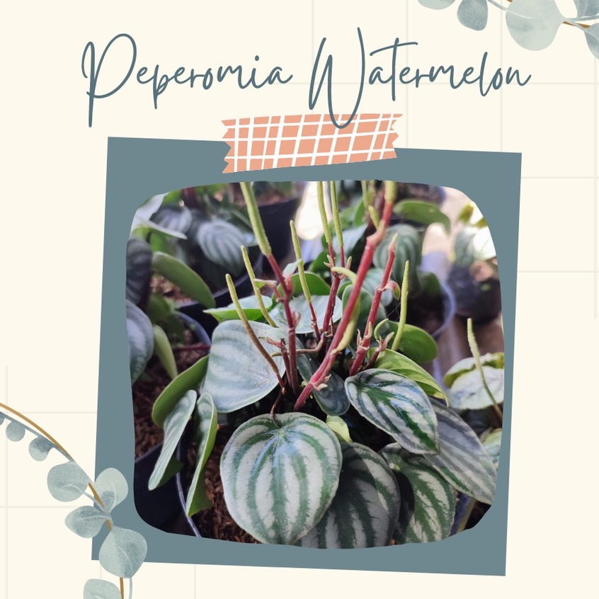 Peperomia Watermelon Tanaman Hias Peperomia Sandersii Bunga Peperomia Semangka Peperomia Watermelon 