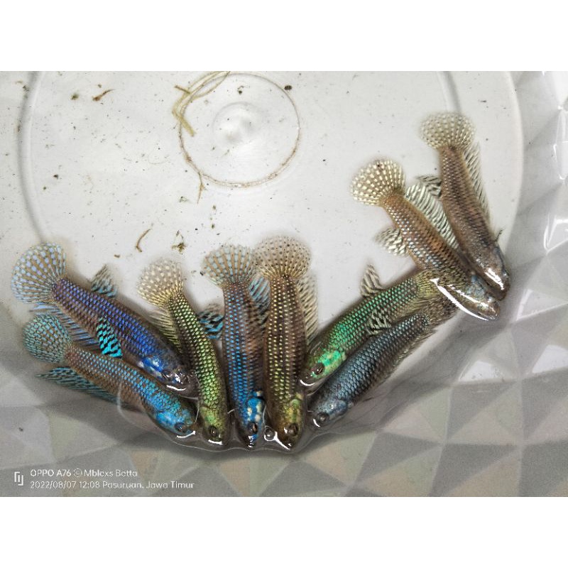 Jual Wild Betta Alien Female | Shopee Indonesia