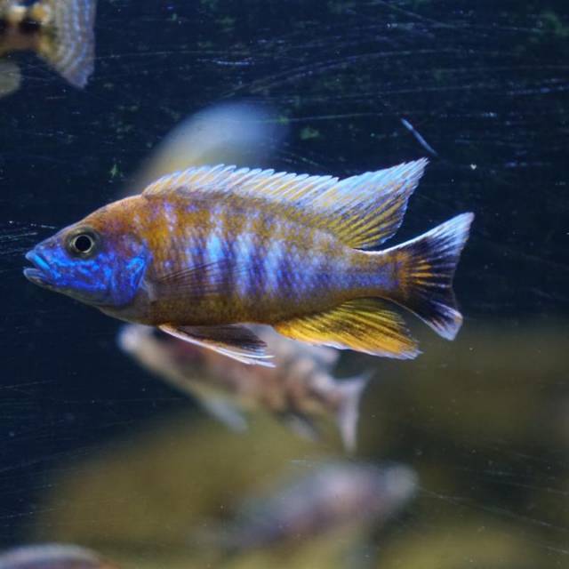 Jual Ikan Hias African Cichlid Aulonocara Eureka Shopee Indonesia