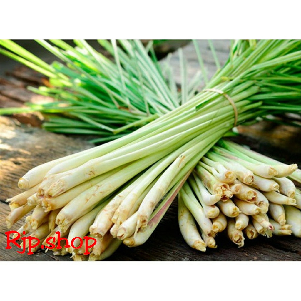 

SEREH SEGAR 1KG SERAI BUMBU DAN HERBAL PENANGKAL VIRUS CORONA