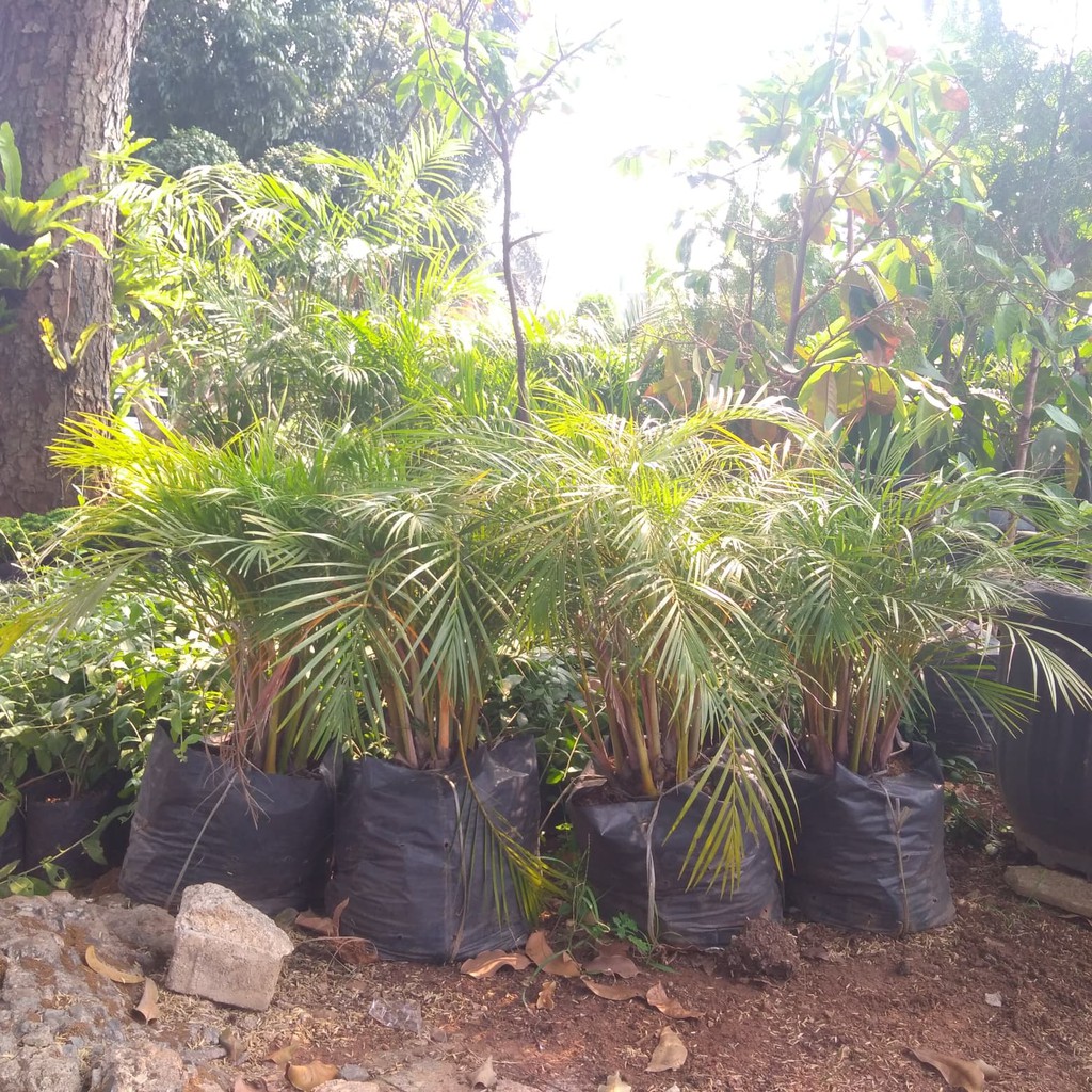 Jual Tanaman Hias Indoor - Neanthe Bella Palm, Parlor Palm (Palem Udang