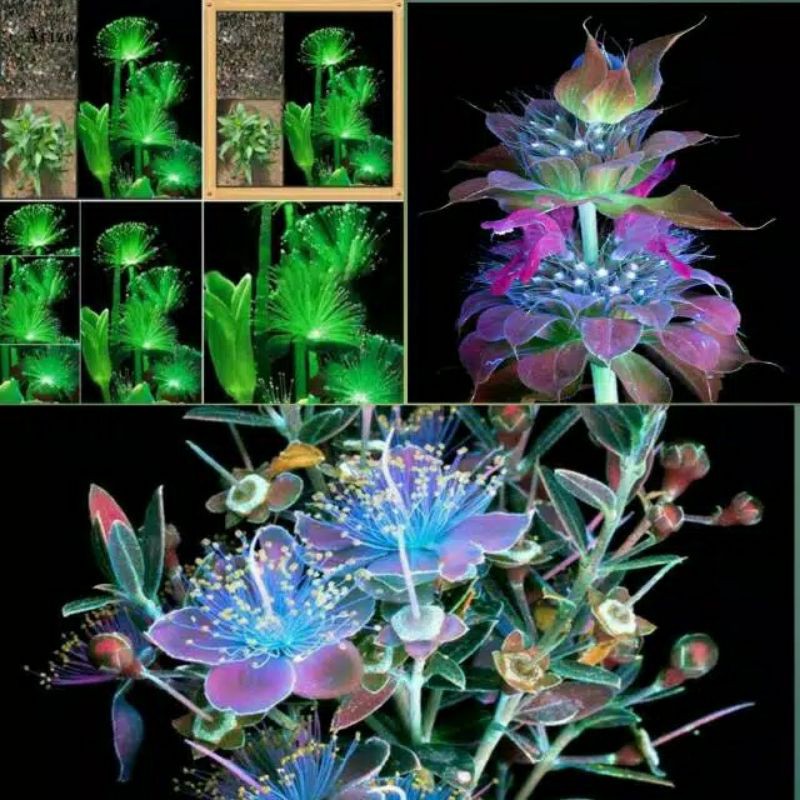 benih bunga emerald vine (import)