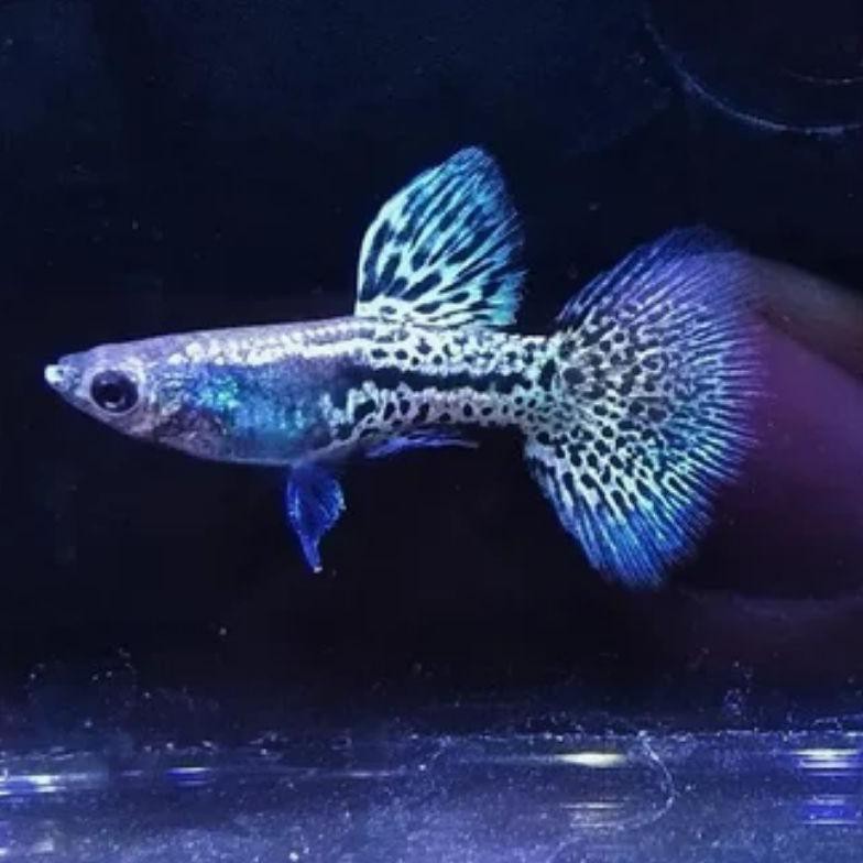 Diskon Ikan Guppy Mssbg (Metal Snake Skin Blue Grass) Sepasang Ikan Hias Aquascape Aquarium