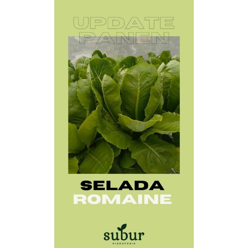 

Selada Romaine (250 gr)