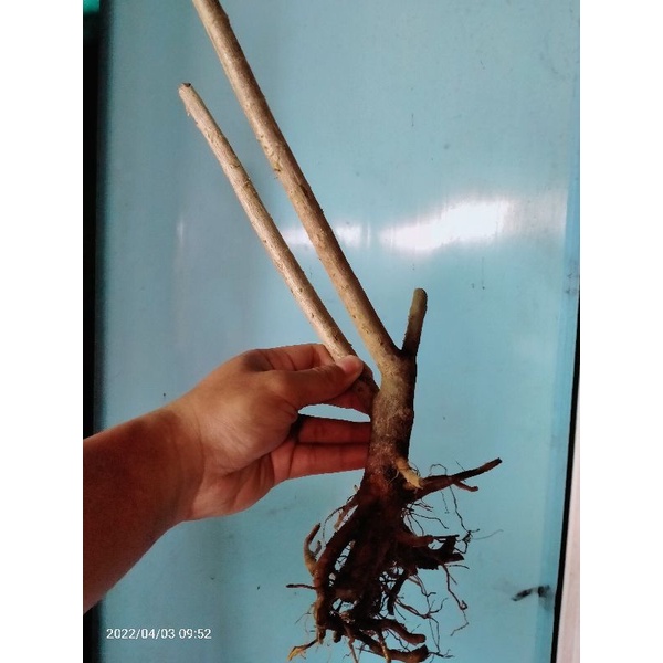 bahan bonsai dongkelan sancang 8