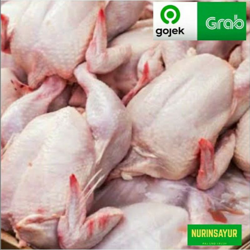 

Ayam potong