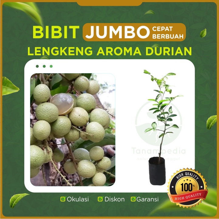 [BIbit Jumbo] Bibit Kelengkeng Aroma Durian / Cangkok Lengkeng Aroma Durian / Tanaman Kelengkeng