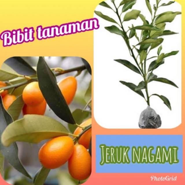 Bibit Tanaman Jeruk Nagami 400 gram / Bibit | Shopee Indonesia