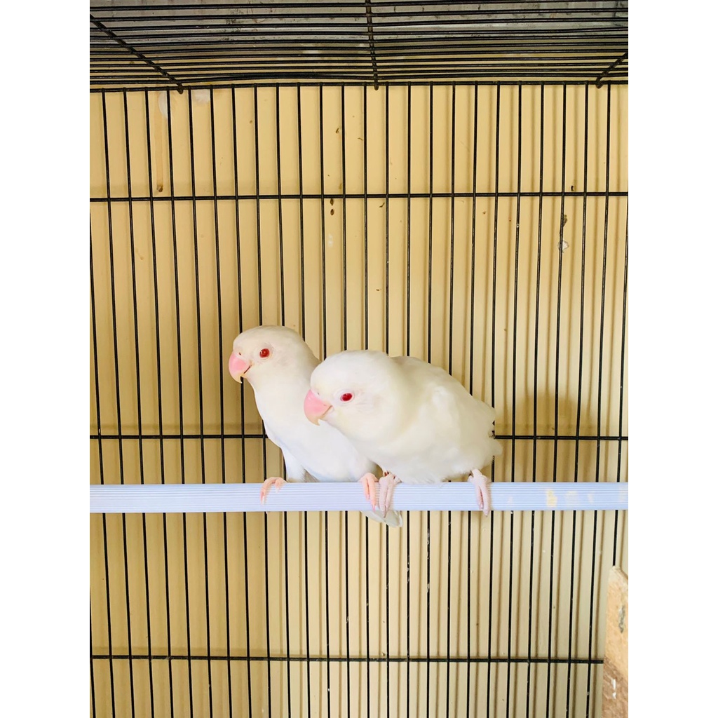 LOVEBIRD ALBINO MM X ALBINO MM