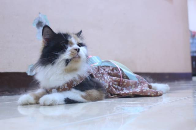 Dress coklat motif bunga-bunga lucu untuk kucing dan anjing / baju kucing murah size S-XL