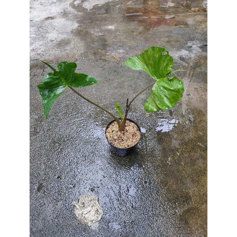 Alocasia Stingray