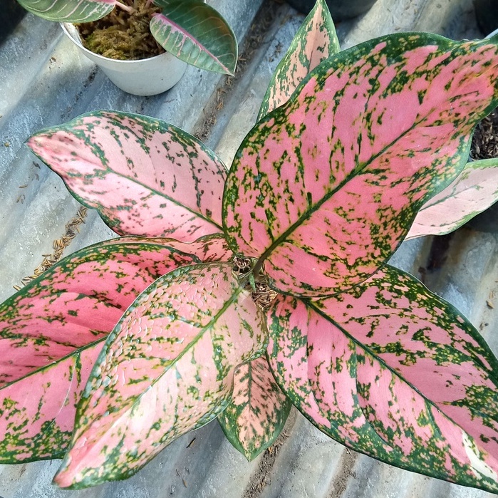 Aglonema lady valentine ruby valentine rubi valentine murah (BISA COD)