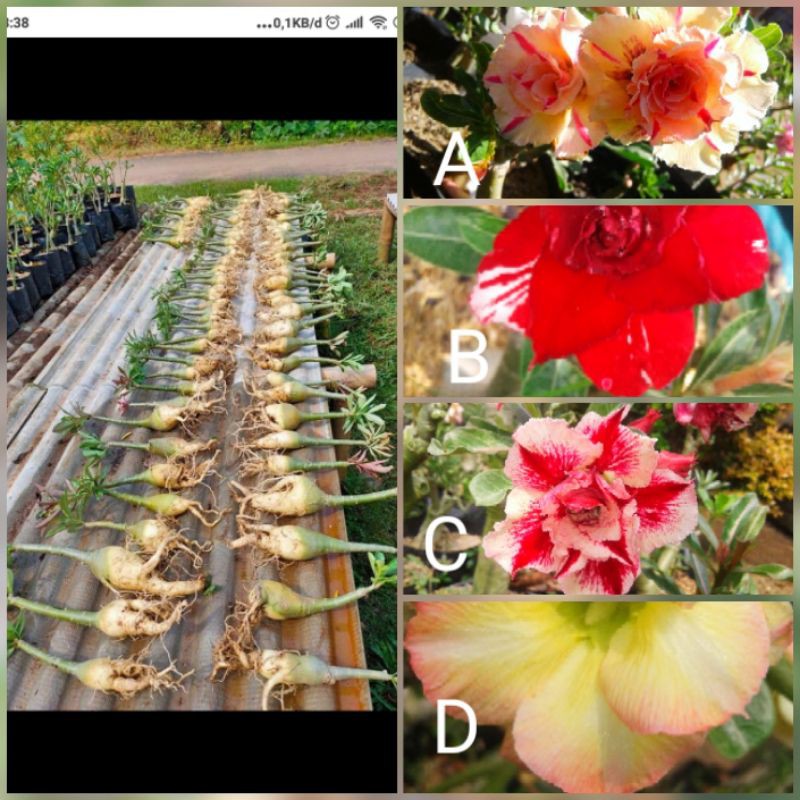 Adenium tumpuk paket 4 batang/grafting
