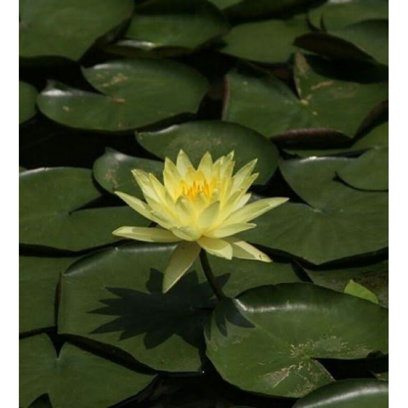 bibit bunga teratai cromatela kuning