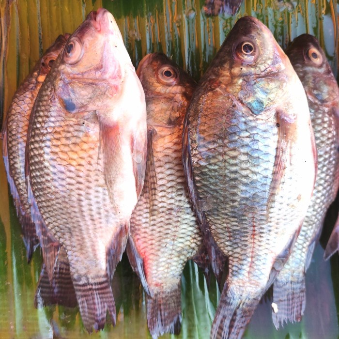 

ikan mujair nila pasar online pasar online makassar