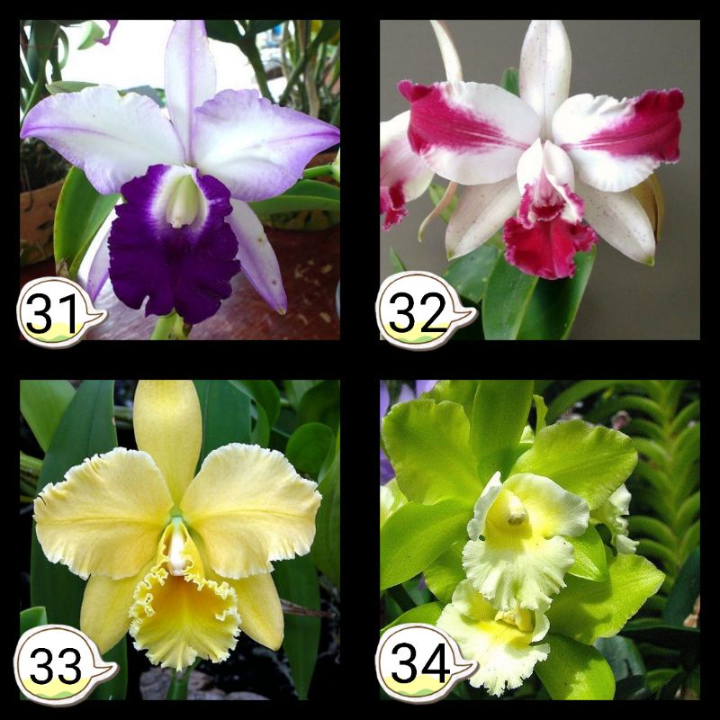 Anggrek Cattleya seedling ( bunga besar )