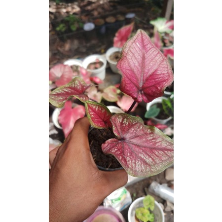Caladium H22
