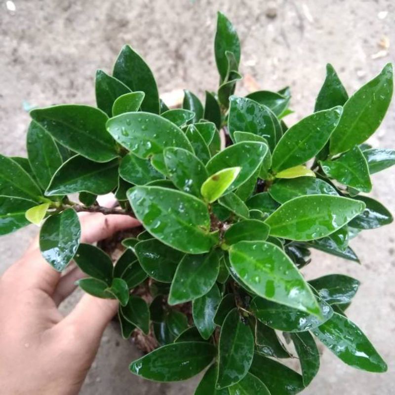 bahan bonsai elegan beringin