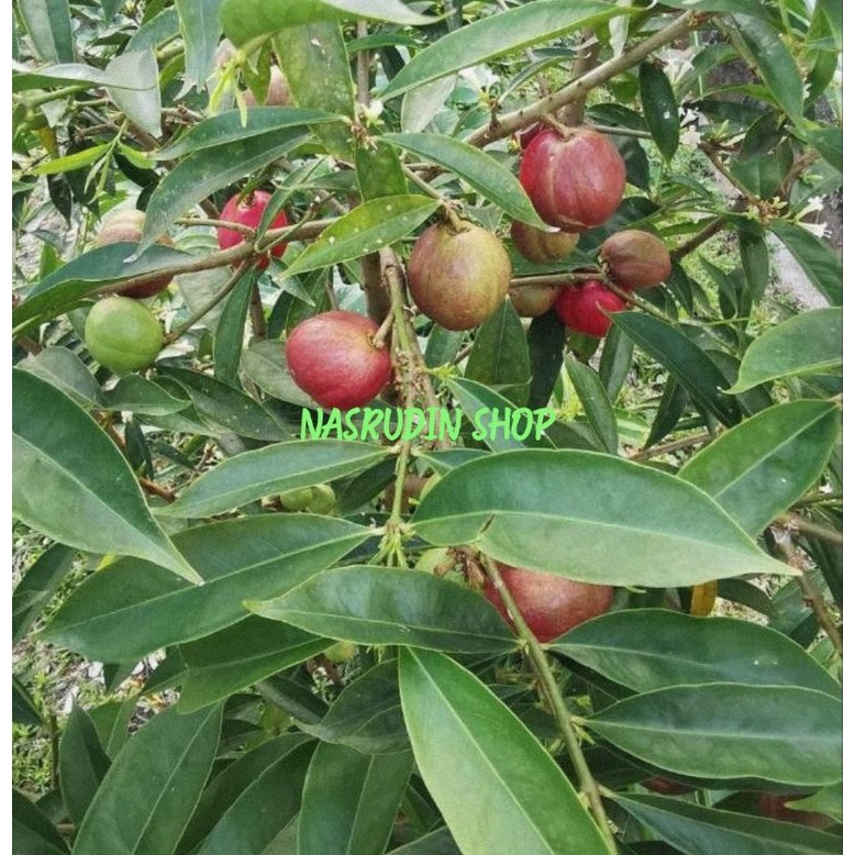 

[Fresh] DAUN MAHKOTA DEWA 100 LEMBAR DAUN BUAH SIMALAKAMA PHALERIA MACROCARPA MAKUTO ROJO OBAT DEWA