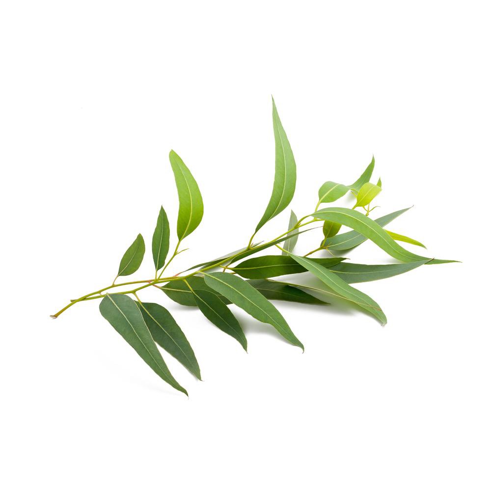 Eucalyptus Essential Oil | Aromaterapi Relaksasi &amp; Pernafasan Lega | Essential Oil Diffuser &amp; Oles