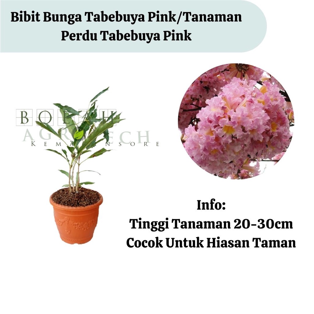 Bibit Tanaman Hias Bunga Tabebuya Pink Murah / Bunga Sakura Tabebuya Pink/ Sakura Pink