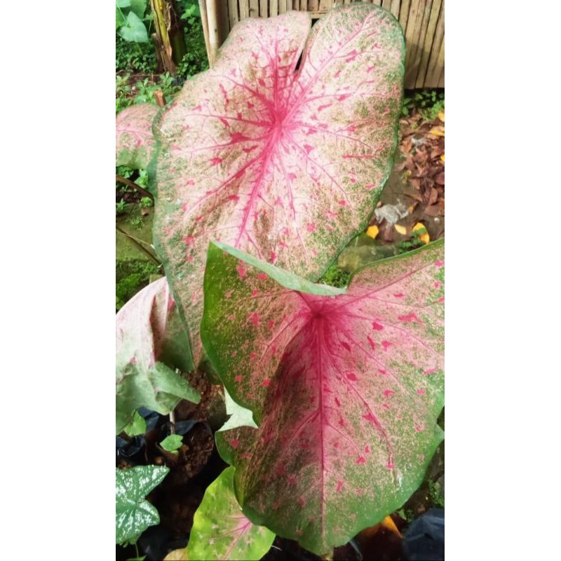 keladi Pink cloud (local)