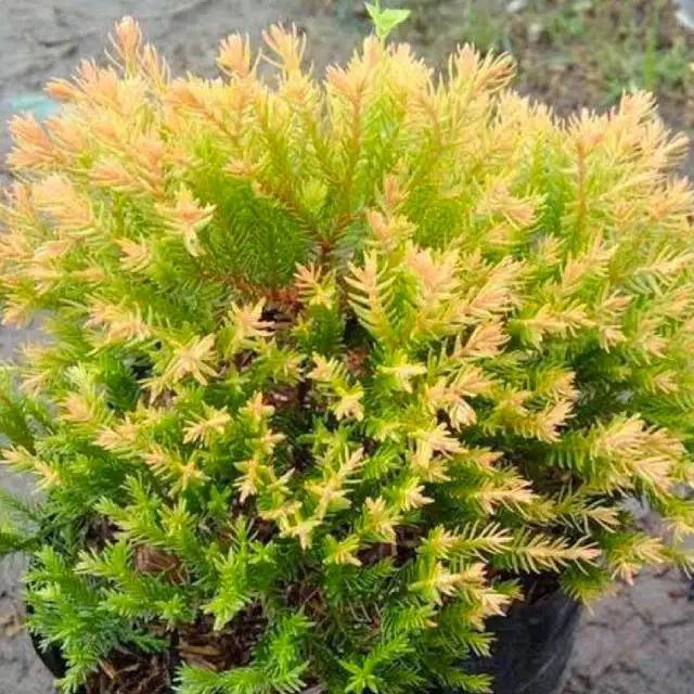 Cemara ren gold - hias Ren Gold Pine - BAKUL KEMBANG