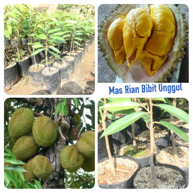 Bibit Okulasi Durian Musang King Asli