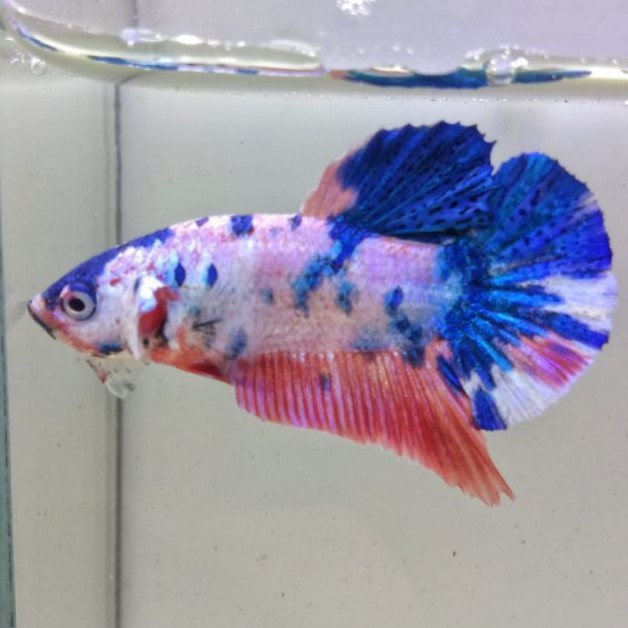 JUAL SATUAN SESUAI FOTO -->> Cupang Plakat Candy Blue Pink Orange Milkita (Kode 1016)