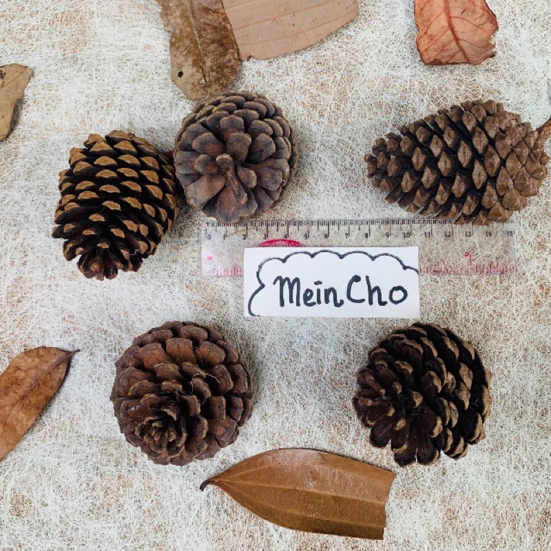 (250gr/8-12biji) Buah Cemara Buah Pinus Jepang BULAT BESAR Natural Pine Cone Foto Dekorasi Rustik