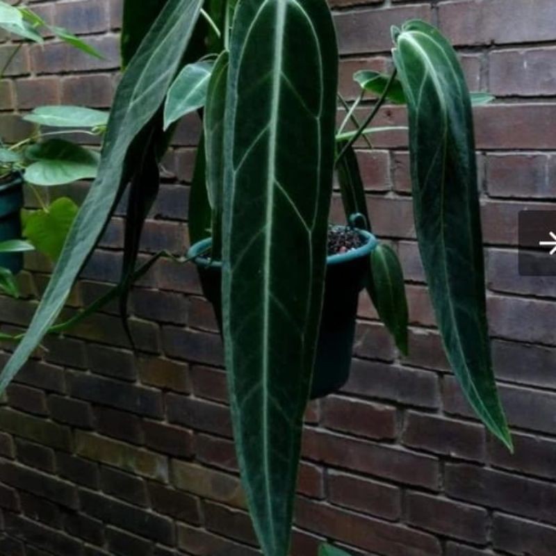 PROMO Anthurium lidah gajah baby - anthurium warocqueanum