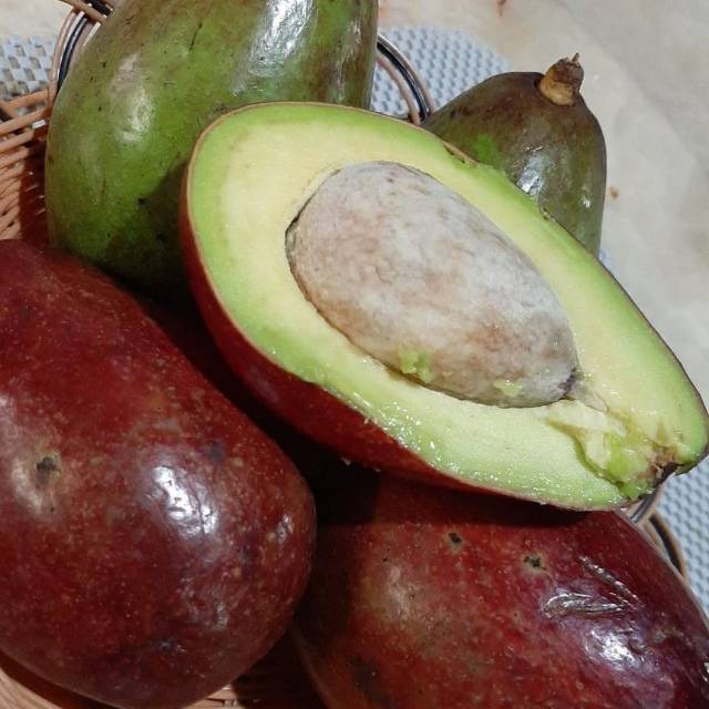 

Alpukat mateng pohon