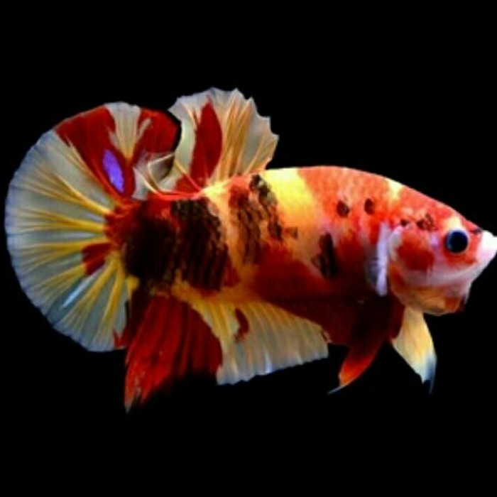 ikan cupang nemo fullblock siap breeding
