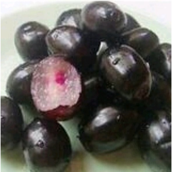 Bibit Juwet / Jamblang Tanpa Biji