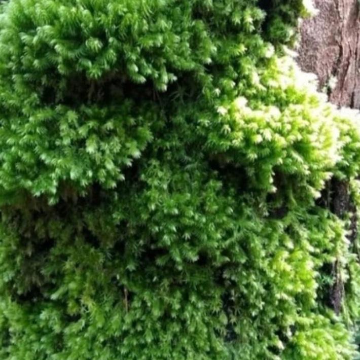 Hot ⚡aleMedia Tanam Lumut Hidup / Moss Lumut Pinus & Lumut Tutup PotMedia Tanam Lumut Hidup / Moss L