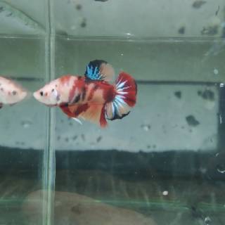 ikan cupang plakat nemo, multy, candy, fancy, galaxy