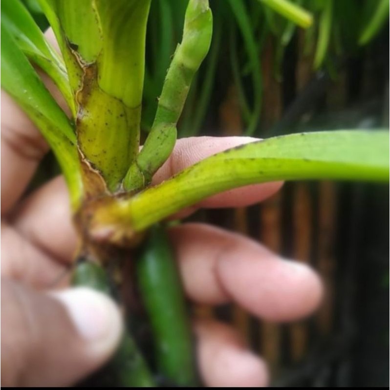 Anggrek ekor tupai / retusa spike -knop