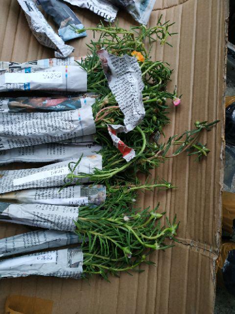 1paket Carnation Lokal