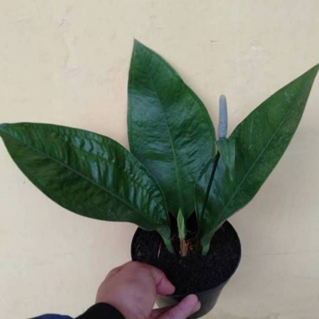 anthurium oxycarpum / anthurium levis