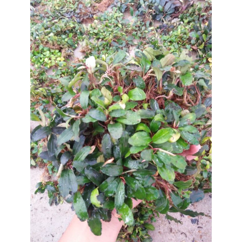 

Bucephalandra Boyan | Buce Boyan