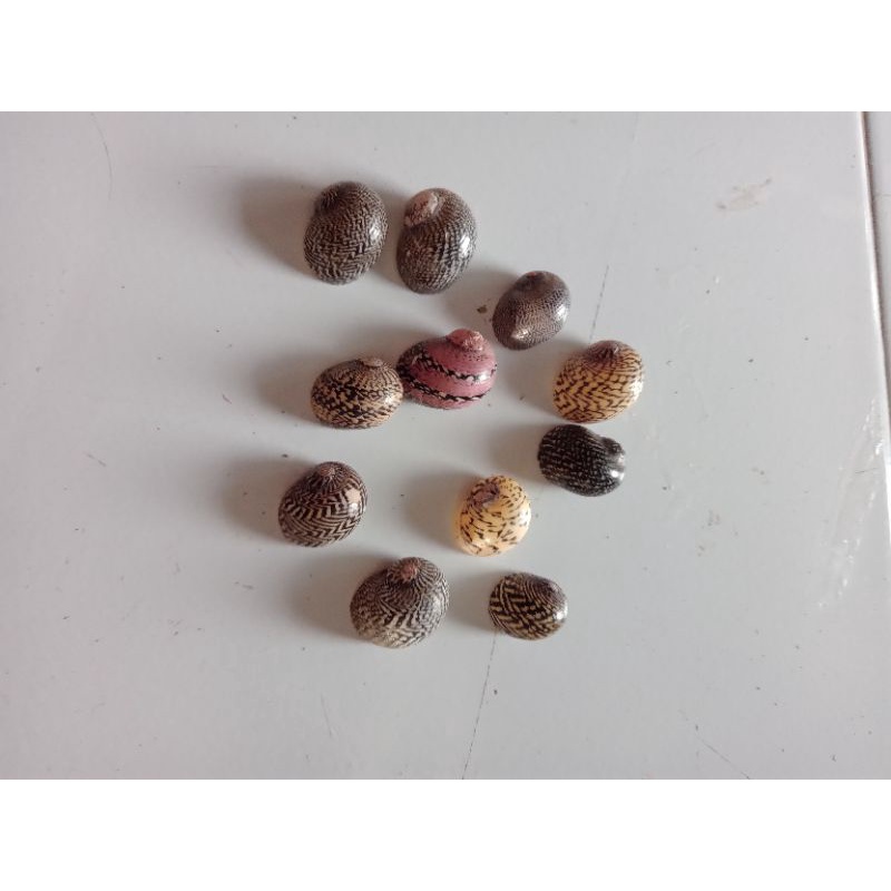 Kerang Batik,Cangkang Umang (1KG)