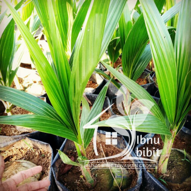 Kelapa Gading Kuning Genjah Super berbuah pendek