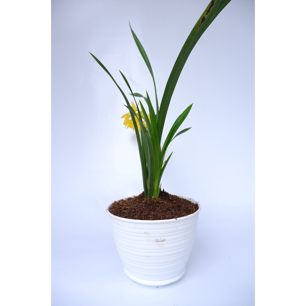 Anggrek Golden Boy - Cymbidium -  Tanaman Hias