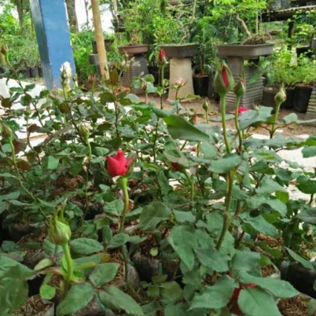 Bibit bunga mawar merah super Wangi