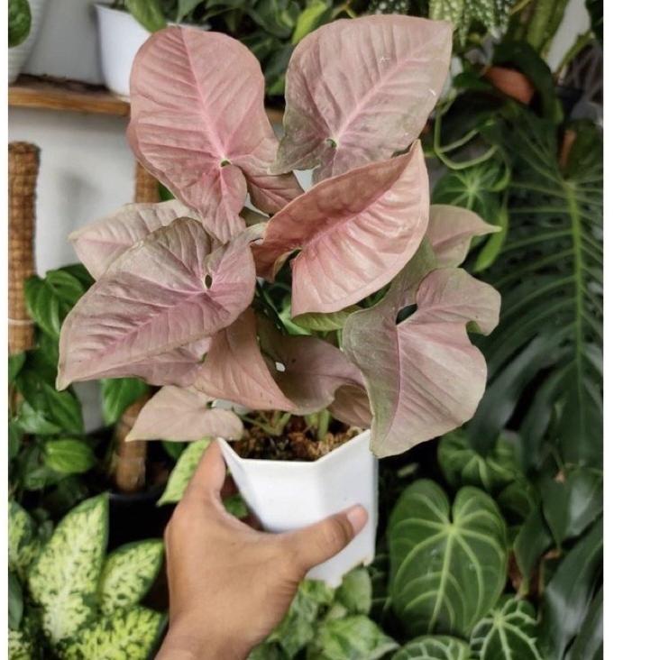 [PRODUK TMRHL] tanaman hias syngonium pink- syngonium pink-tanaman hidup-bunga hidup-tanaman hias hidup-tanaman indoor hidup-bunga hidup tanaman hias-syngonium-tanaman bunga hidup-bunga gantung hidup-tanaman gantung hidup FPQ