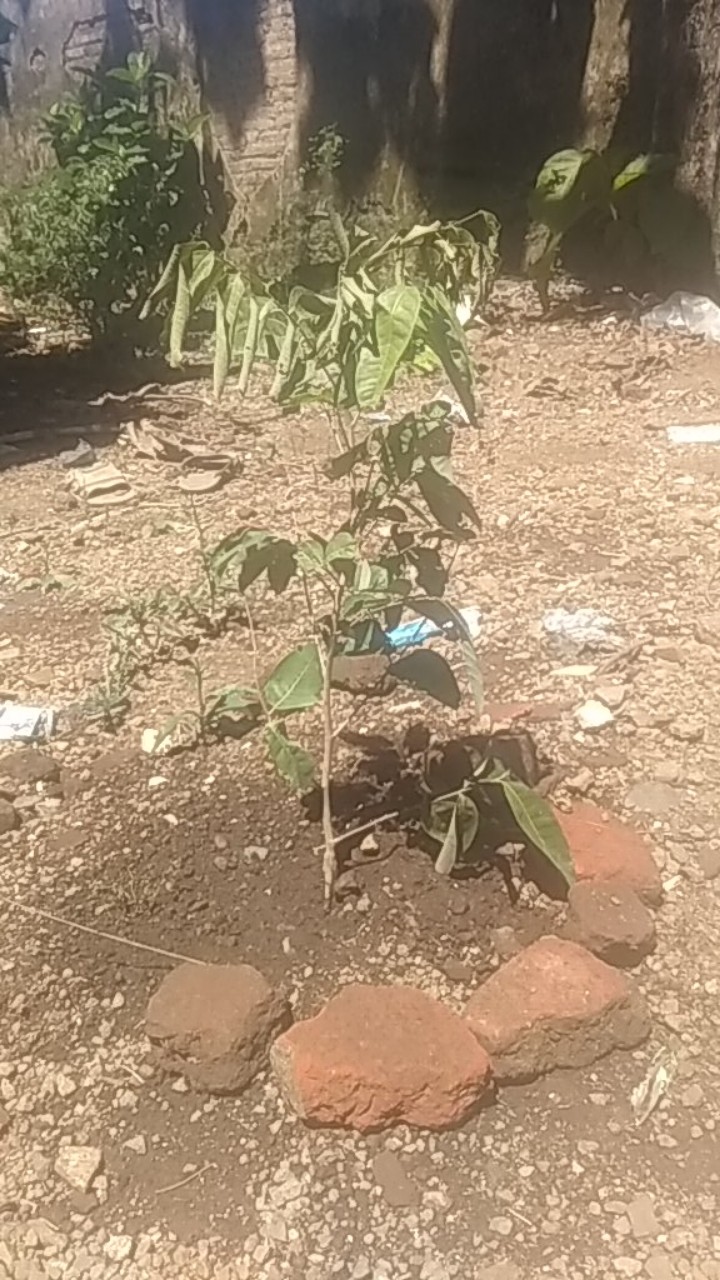 Bibit Kelengkeng Matalada Supermurah