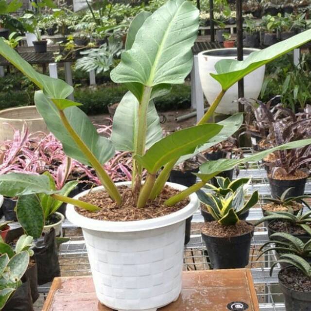 Philodendron melodii