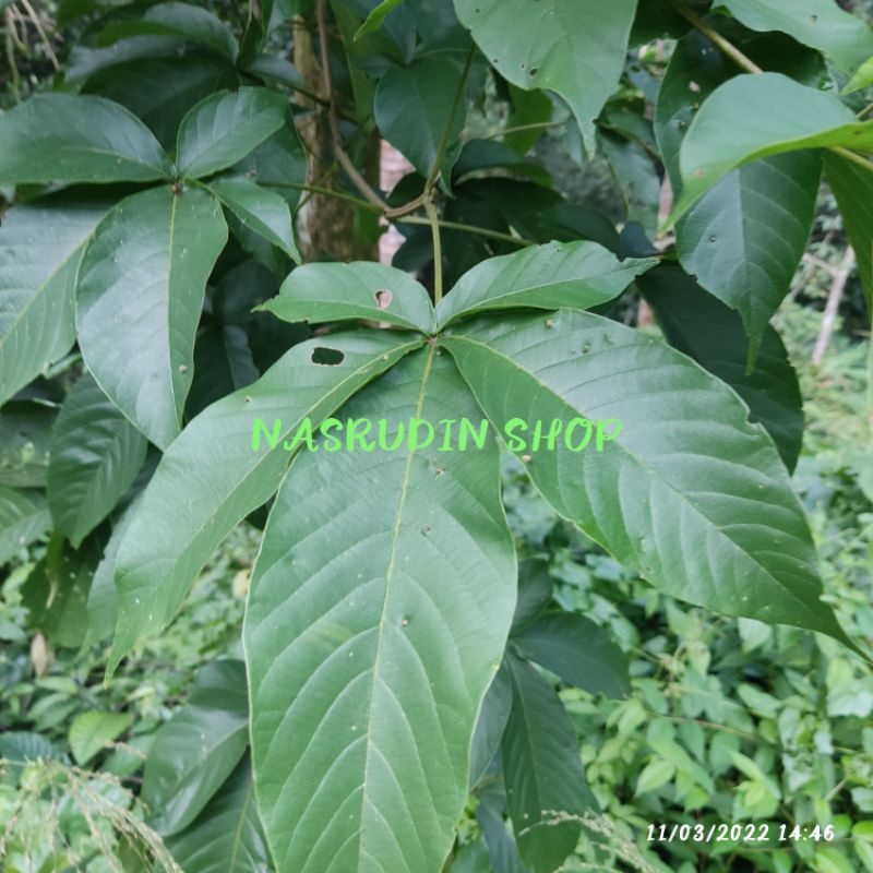 

DAUN LABAN | DAUN LEBAN | LEBEN SEGAR LANGSUNG PETIK | Vitex Pubescens Pinnata